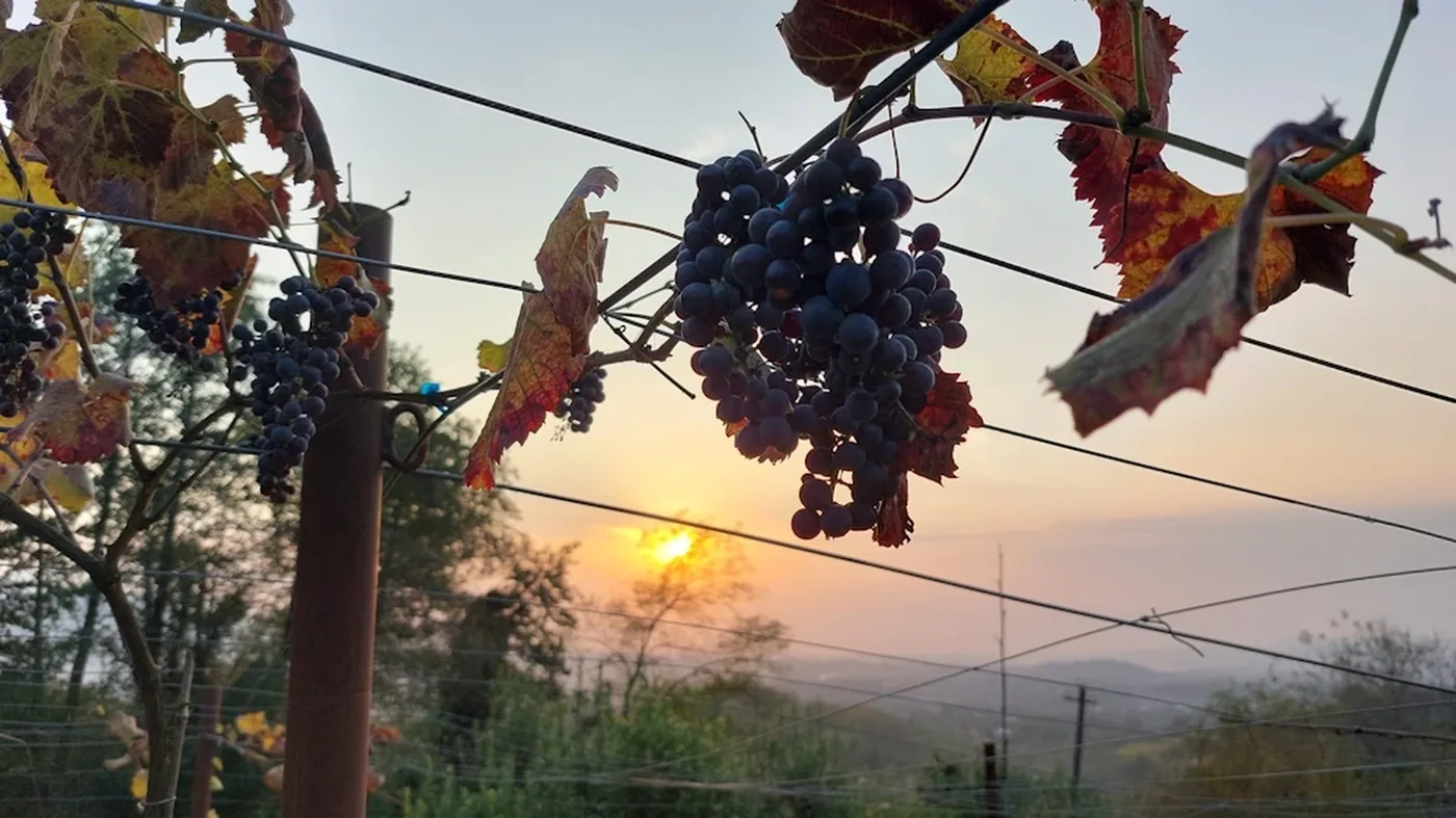 Grapes at sunset