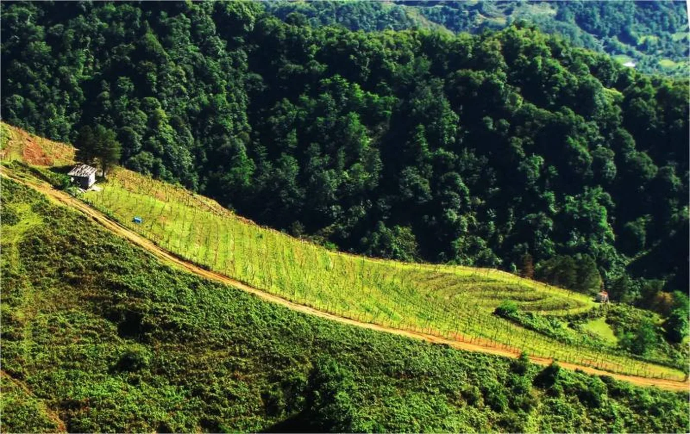 Guria vineyard aerial view