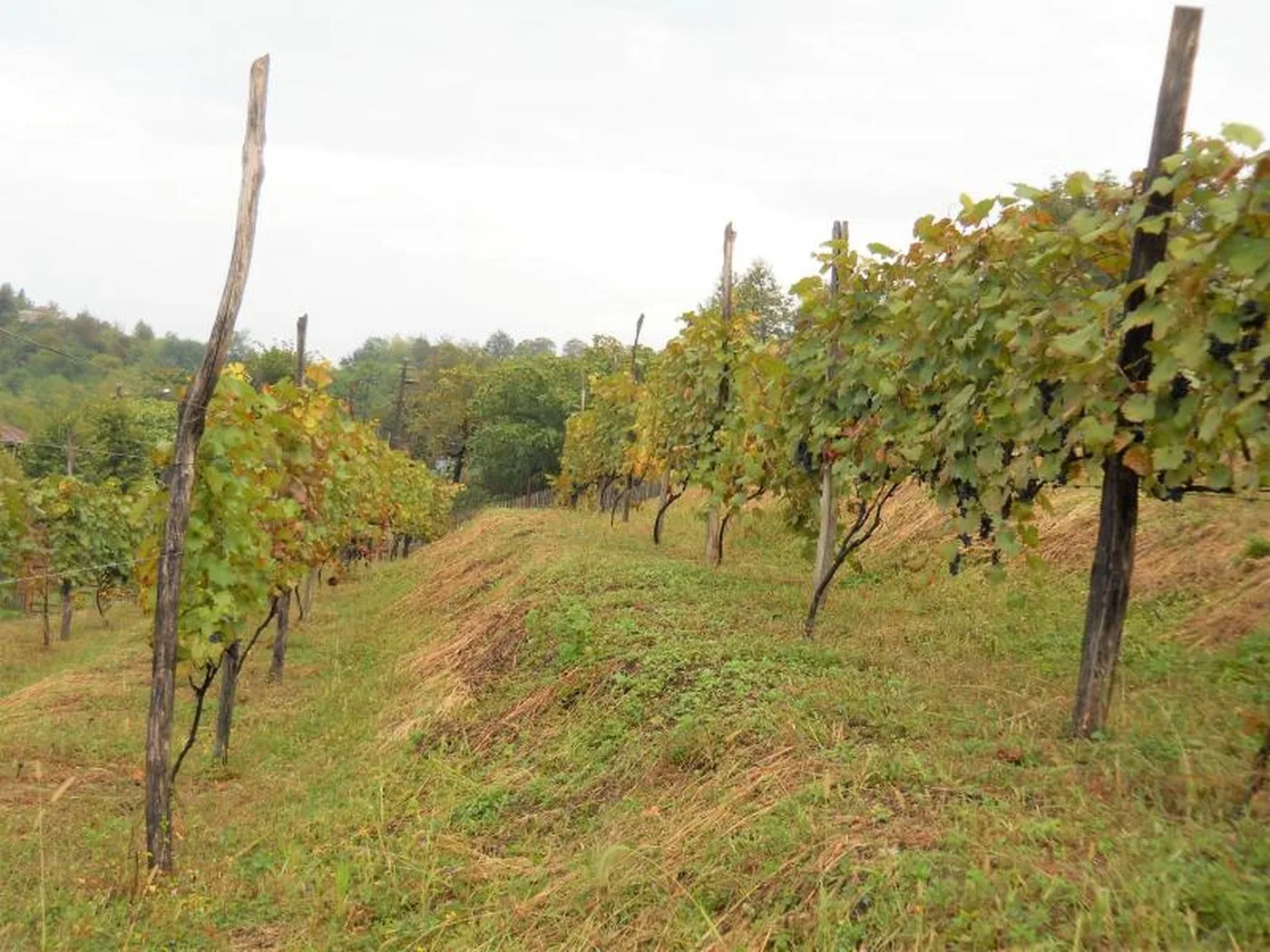 Guria vineyard vine rows